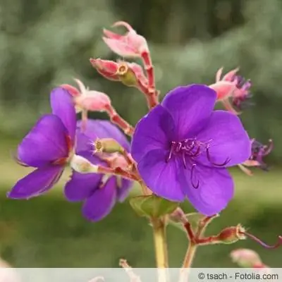 Tibouchina