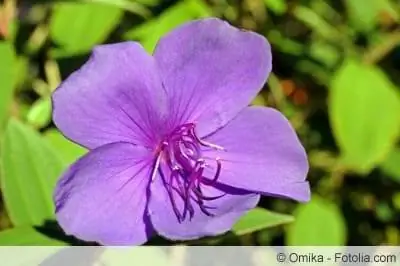 Tibouchina urvilleana - жайгашуу жана кам көрүү