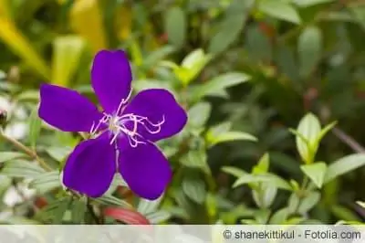 Tibouchina urvilleana – Szaporítás és áttelelés