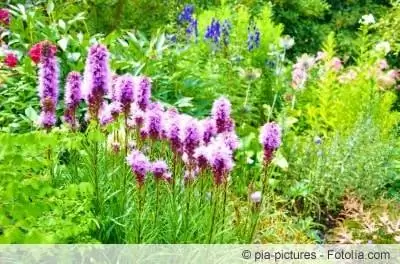 spring flower bed