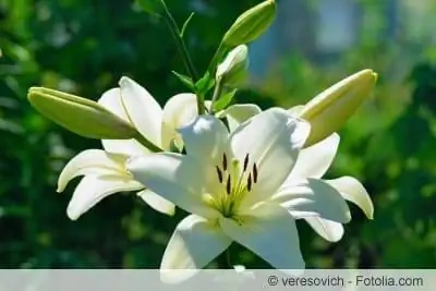 white lilies