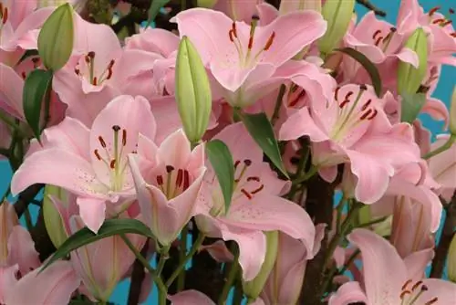 Lilies - planting, care and cutting