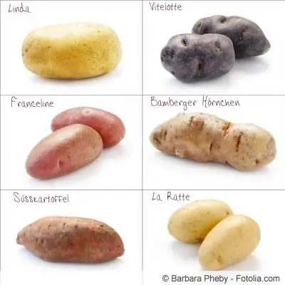 Variedades de batata