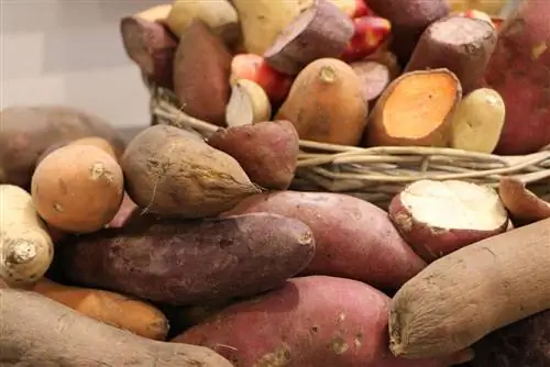 Mga varieties ng patatas sa Germany - listahan ng mga varieties