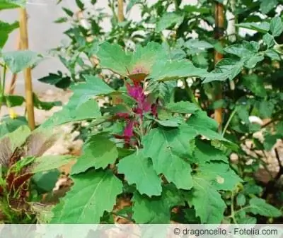 Giant goosefoot