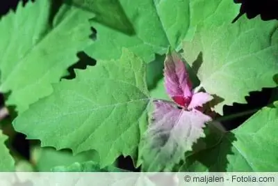 Spinaci dell'albero