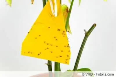 Fungus gnats sa mga dilaw na sticker