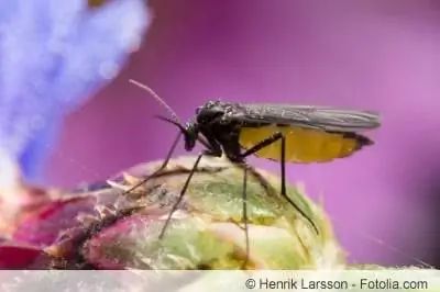 mosquito de los hongos