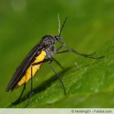 Remédios contra mosquitos fungos e moscas-das-frutas em solo para vasos