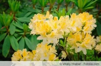 gul blommande rhododendron