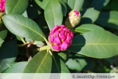 rhododendron