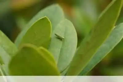 Vellykket bekjempelse av rhododendronbladhoppere - tips