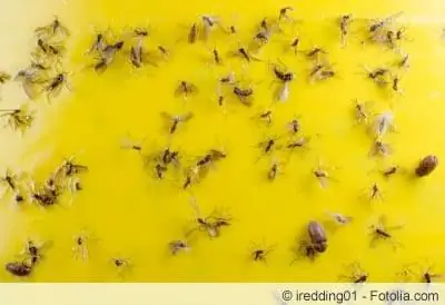 Mosquitos de los hongos en pegatinas amarillas