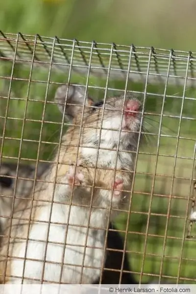 Ratto in trappola per topi