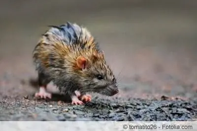 Costruisci la tua trappola per topi con l'esca: ecco come funziona