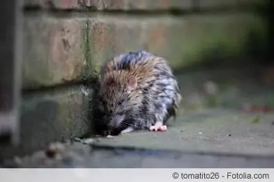 Rottebeheer in die tuin sonder gif - instruksies