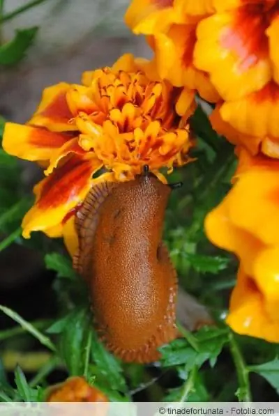 Siput di marigold