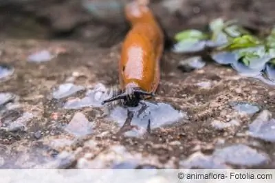 Apa yang membantu melawan siput - 20 pengobatan biologis yang efektif