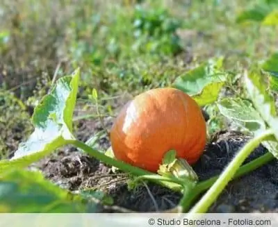 Výsadba podzimní zeleniny na zahradě - seznam oblíbených odrůd