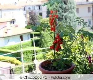 Tomates na varanda