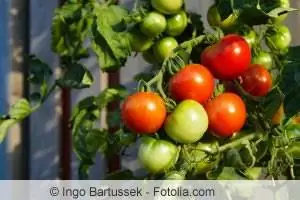 tomates