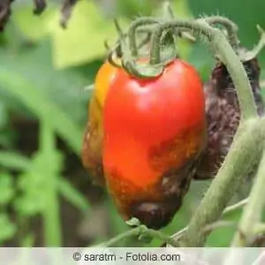 Tomato yang sakit