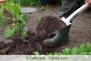 Instructies: Maak op de juiste manier een moestuin