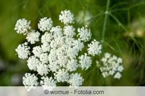 fennel