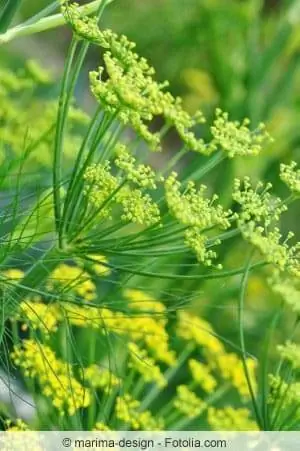 fennel