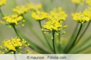 Growing fennel - sowing and harvesting bulbous fennel