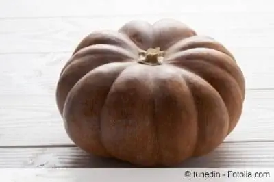 zucca