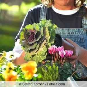 Man with an ornamental cabbage