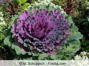 Ornamental cabbage