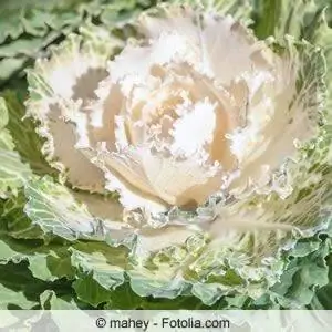 White ornamental cabbage