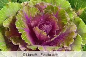 Palakihin ang sarili mong ornamental kale - mga tagubilin sa pangangalaga