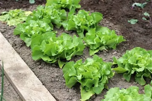 Solata - Lactuca sativa