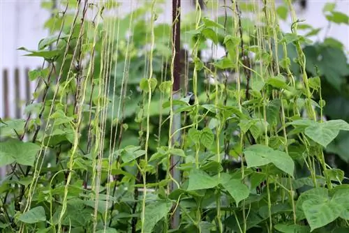 Pemakan yang lemah - Senarai - Tumbuhan dan sayur-sayuran di kebun sayur