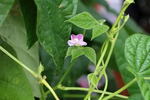 Kacang - Phaseolus vulgaris