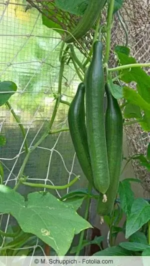 Cucumber