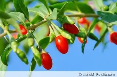 bayas de Goji