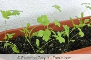 Vegetable balcony