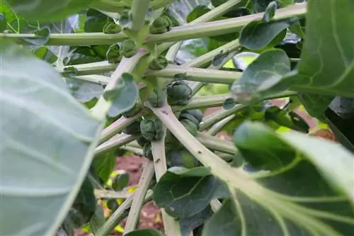 Rosenkål - brassica oleravea var. gemmifera - rosenkål