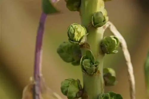 Growing Brussels sprouts in the garden - instructions