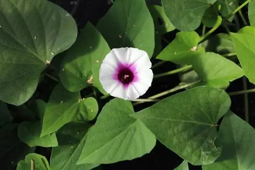 Grow and harvest sweet potatoes in the balcony box