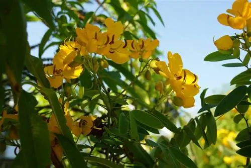 Spice bark - Senna corymbosa