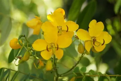 মশলার ছাল - যত্ন, বংশবিস্তার এবং কাটা