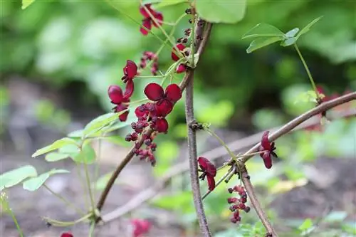 Շոկոլադե գինի - մագլցող վարունգ - akebia - akebia