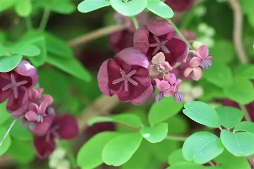 Suklaaviini - kiipeilykurkku - akebia - akebia