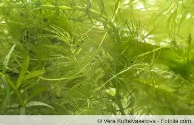 ቀንድ ቅጠል (hornwort) - እንክብካቤ እና ማባዛት