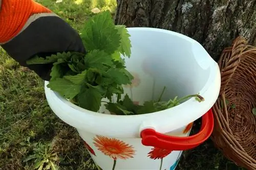 Urobte si žihľavový odvar proti voškám a burine